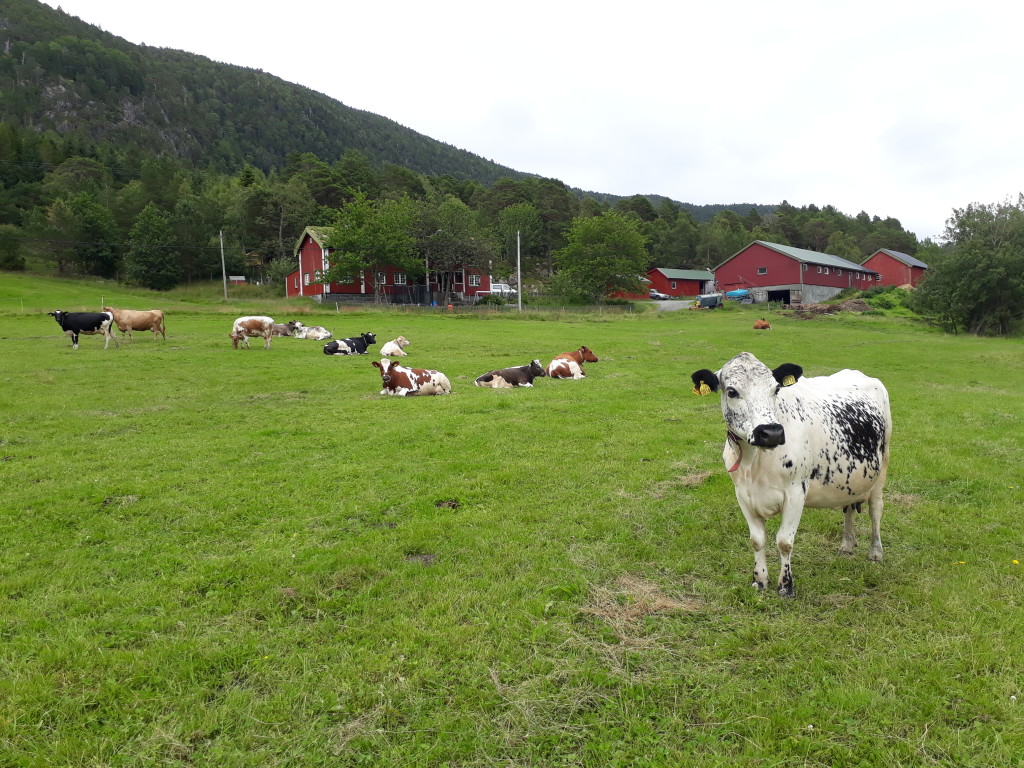 Kyr på beite med tunet på Ormbostad Gard i bakgrunnen